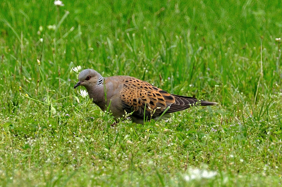 Turteltaube Streptopelia turtur