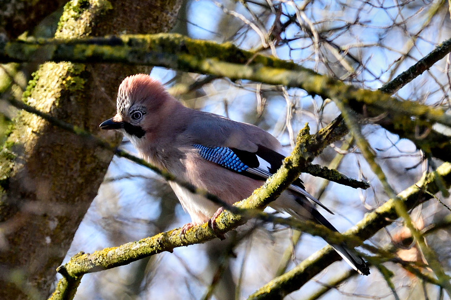 Eichelhaeher 1, Garrulus glandarius