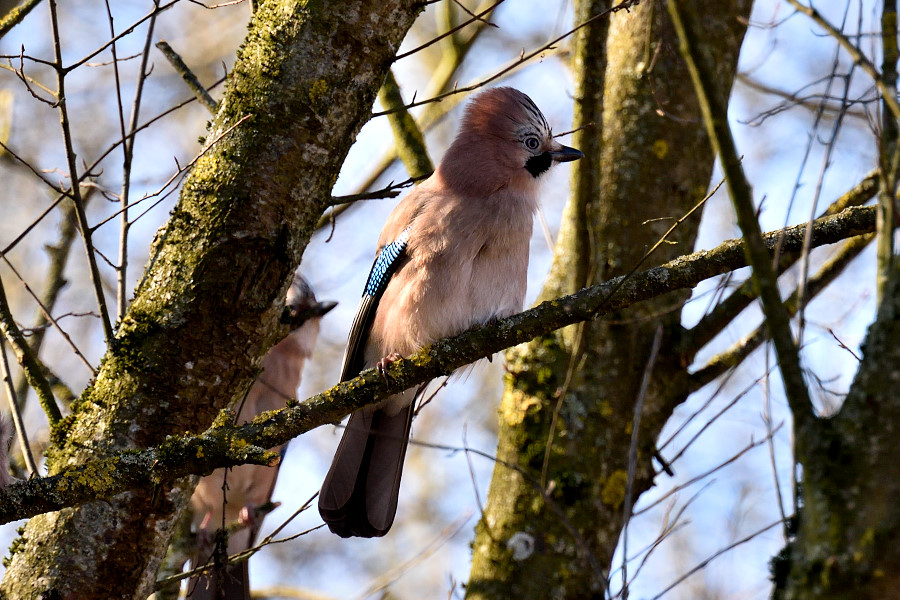 Eichelhaeher 2, Garrulus glandarius