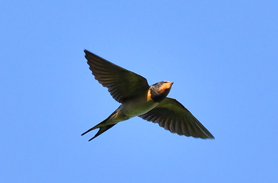Rauchschwalbe 1 Hirundo rustica