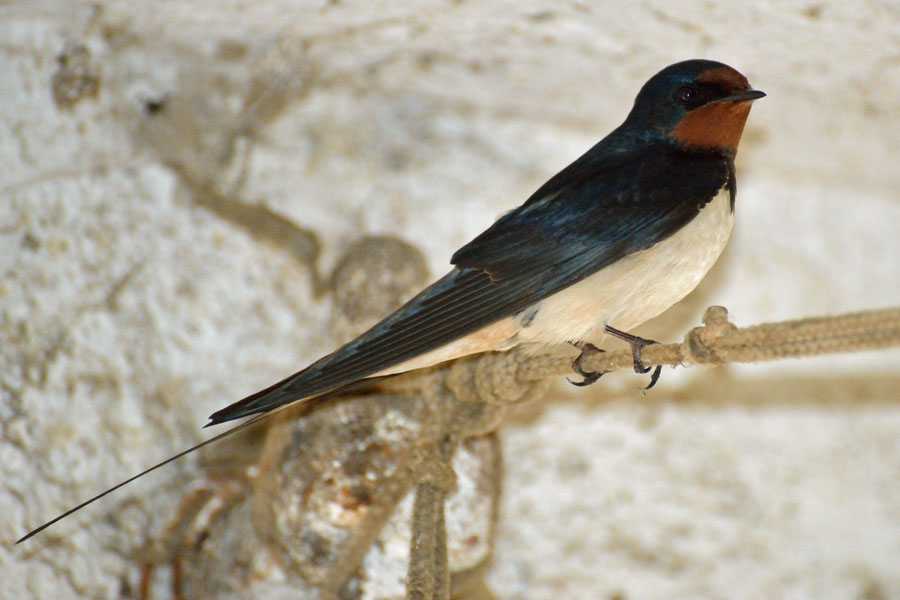 Rauchschwalbe2 Hirundo rustica