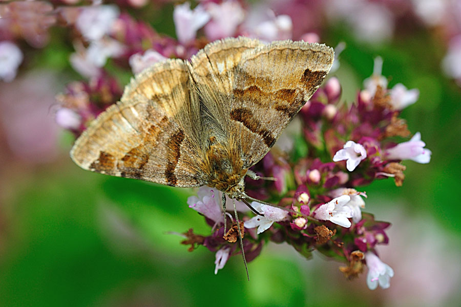 Braune Tageule Euclidia glyphica