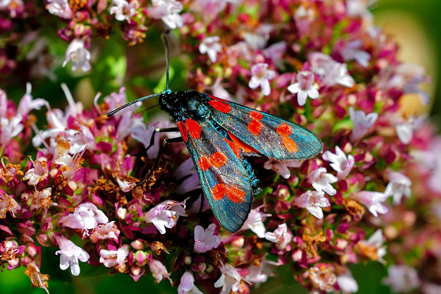 Blutstroepfchen Zygaena filipendulae