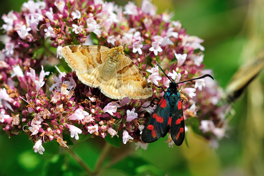 Braune Tageule, Euclidia glyphica,Blutstroepfchen, 
    Zygaena filipendulae