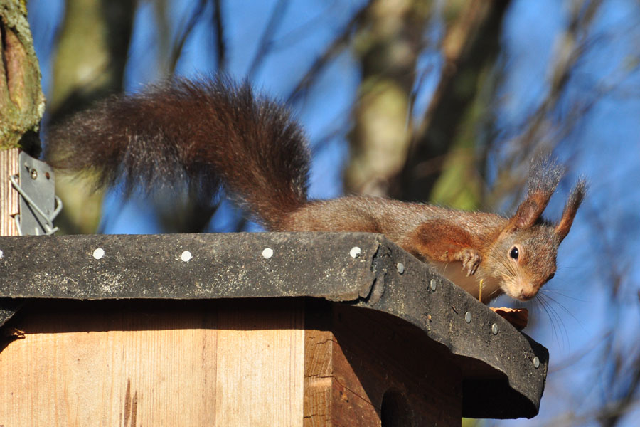 Eichhoernchen, Sciurus vulgaris