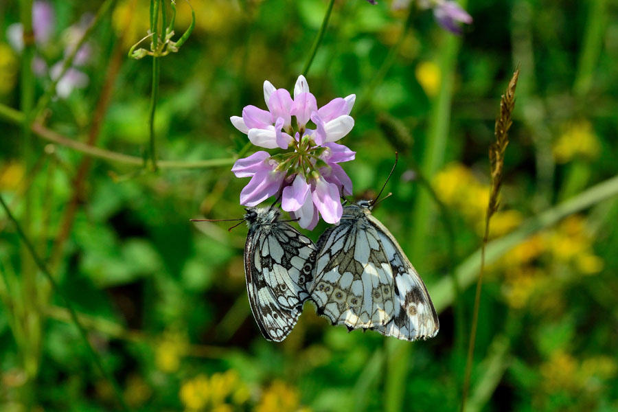 Schachbrett Melanargia galathia 1