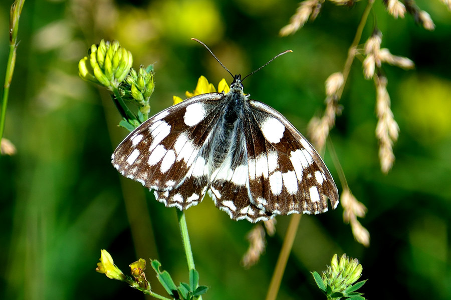 Schachbrett Melanargia galathia 2