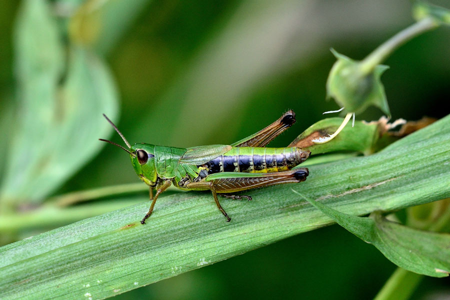 Gemeiner Grashuepfer Chorthippus parallelus