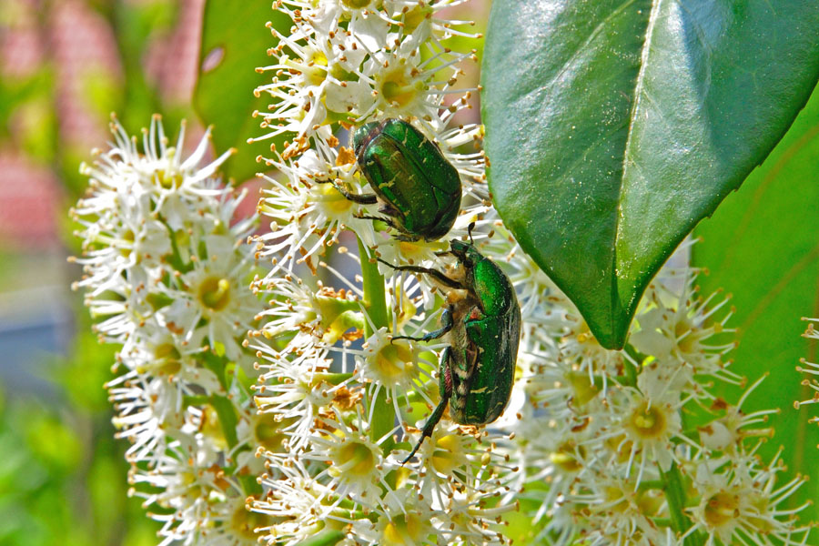 Rosenkaefer Cetonia aurata