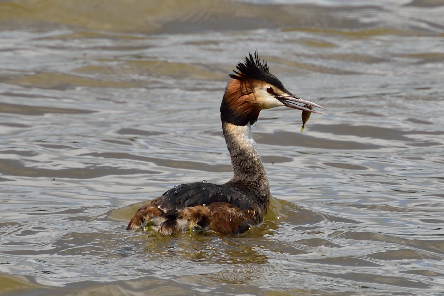 Haubentaucher Podiceps cristatus 1