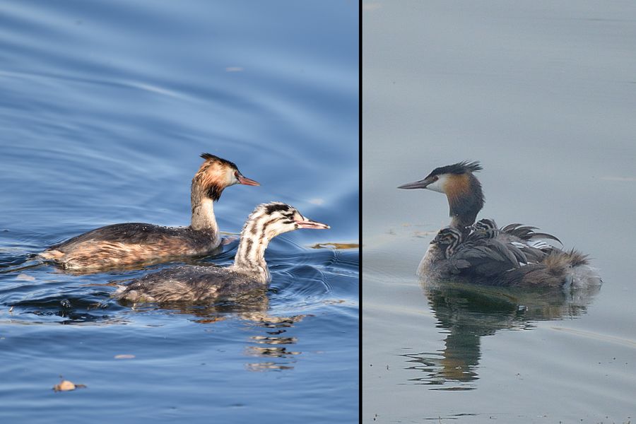 Haubentaucher Podiceps cristatus 2
