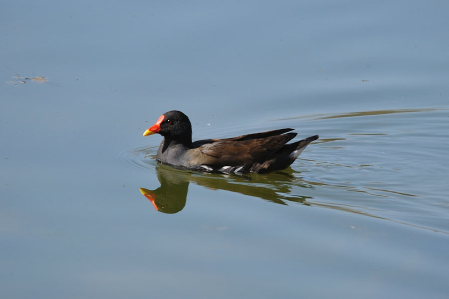 Teichhuhn Gallinula chloropus 1