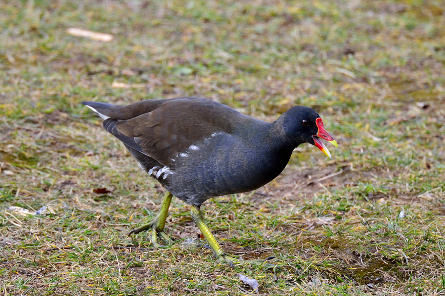 Teichhuhn Gallinula chloropus 2