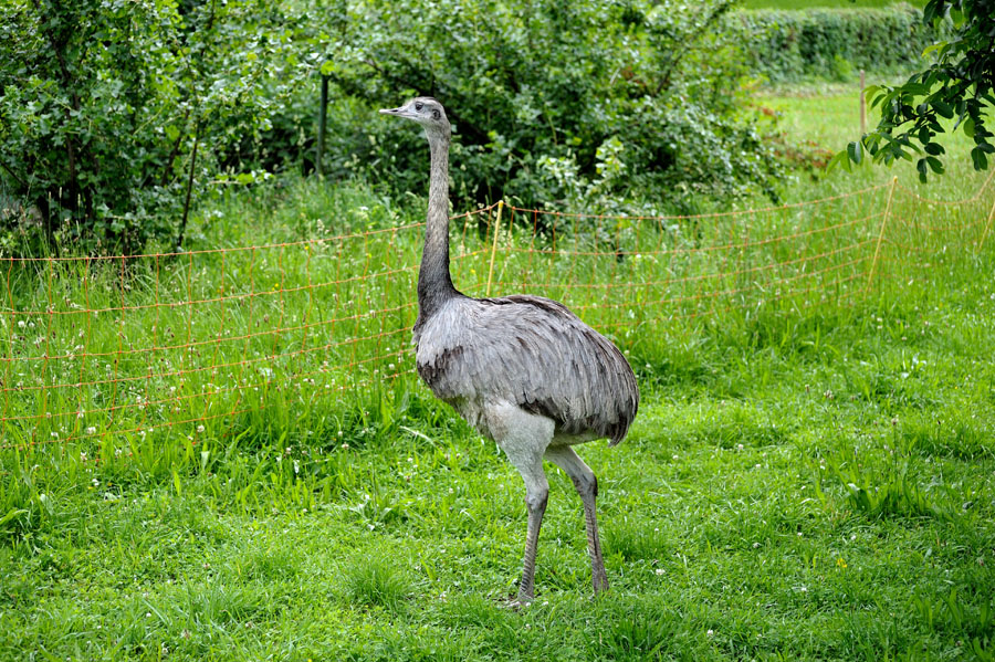 Nandu Rhea americana 1