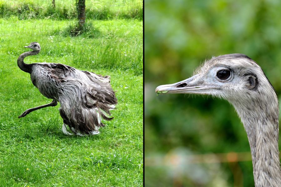 Nandu Rhea americana 2