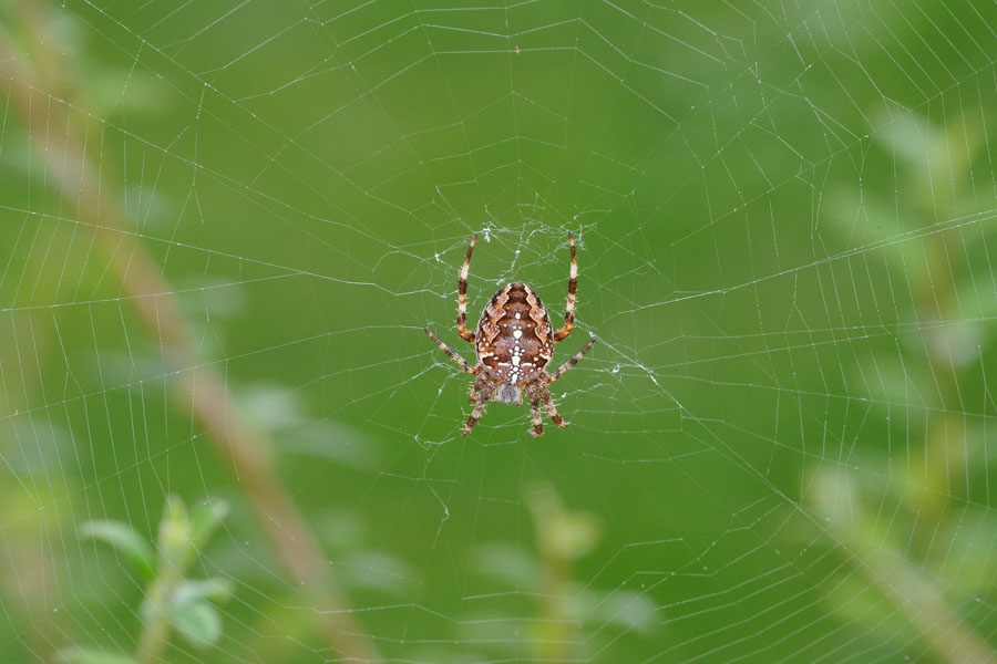 Garten-Kreuzspinne Araneus diadematus 1