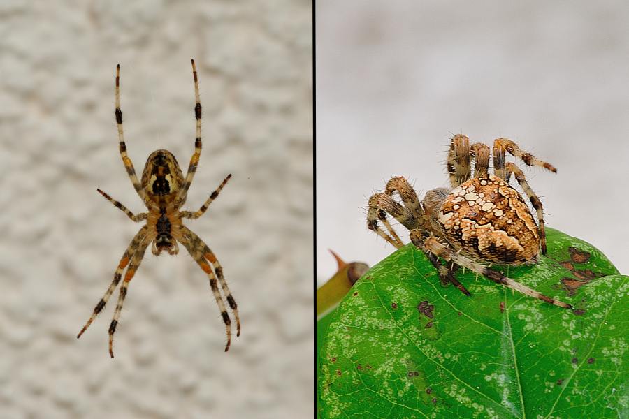 Garten-Kreuzspinne Araneus diadematus 2