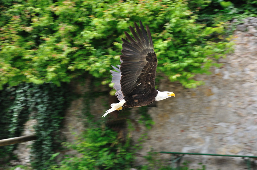 Weisskopf-Seeadler 1 Haliaeetus leucocephalus 1