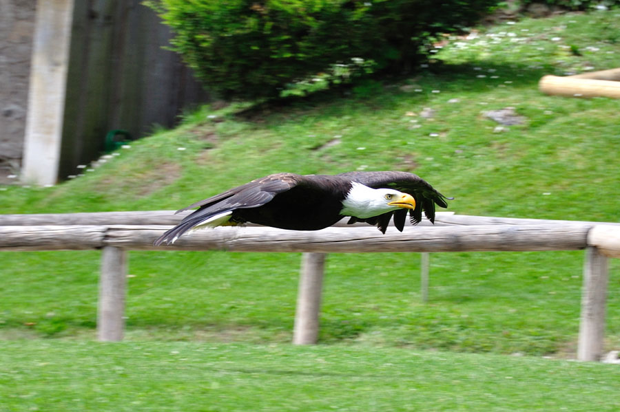 Weisskopf-Seeadler 2 Haliaeetus leucocephalus 2