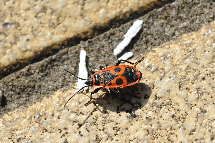 Gemeine Feuerwanze Pyrrhocoris apterus 1