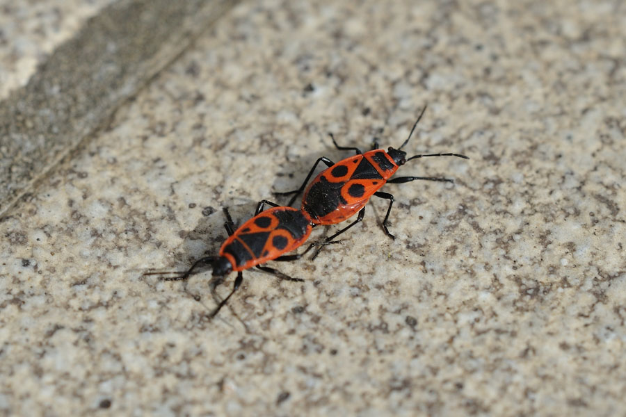 Gemeine Feuerwanze Pyrrhocoris apterus 2