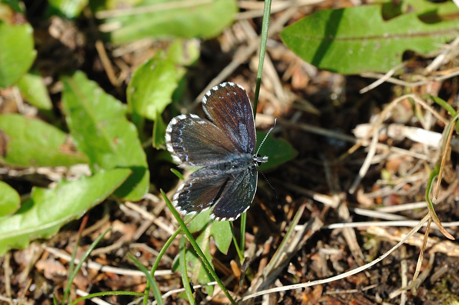 Fetthennen-Blaeuling Scolitantides orion 1