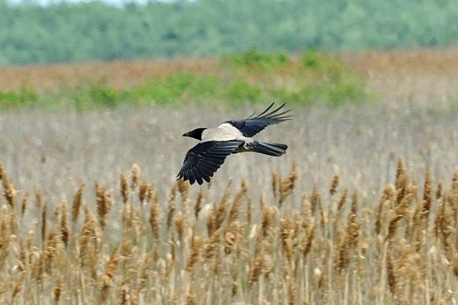 Nebelkraehe Corvus cornix 2