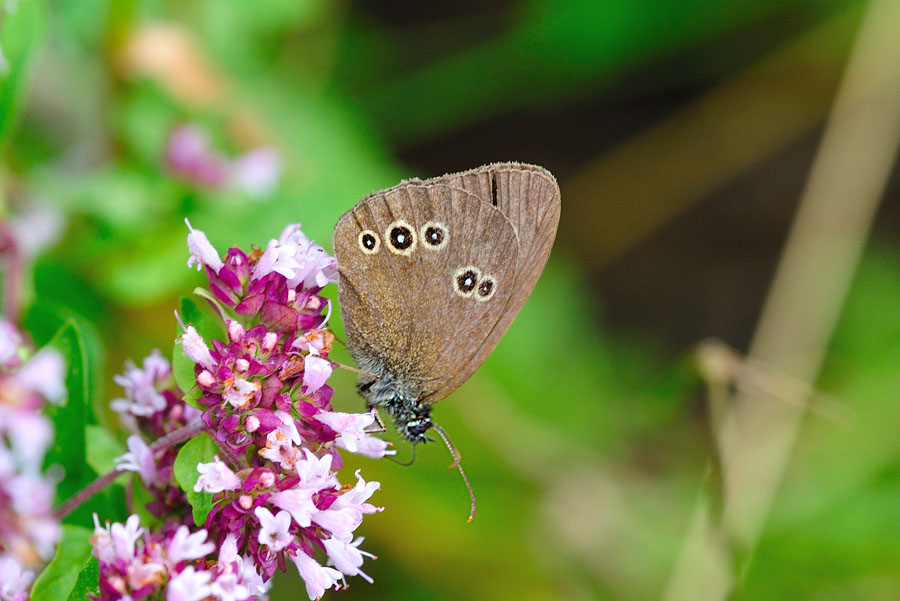 Brauner Waldvogel Aphantopus hyperantus