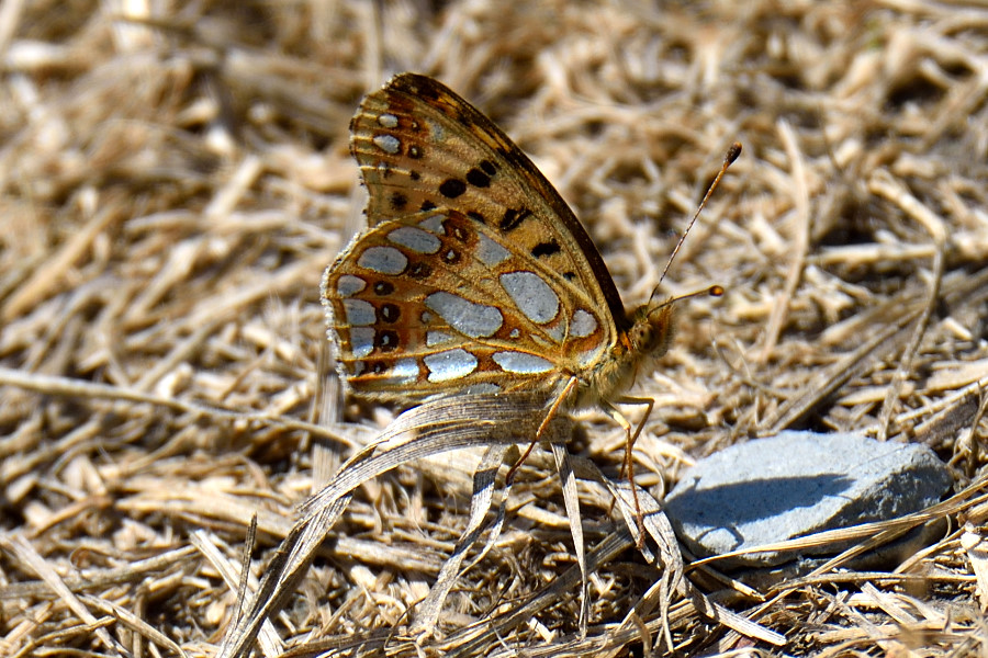 Kleiner Perlmutterfalter Issoria lathonia 2