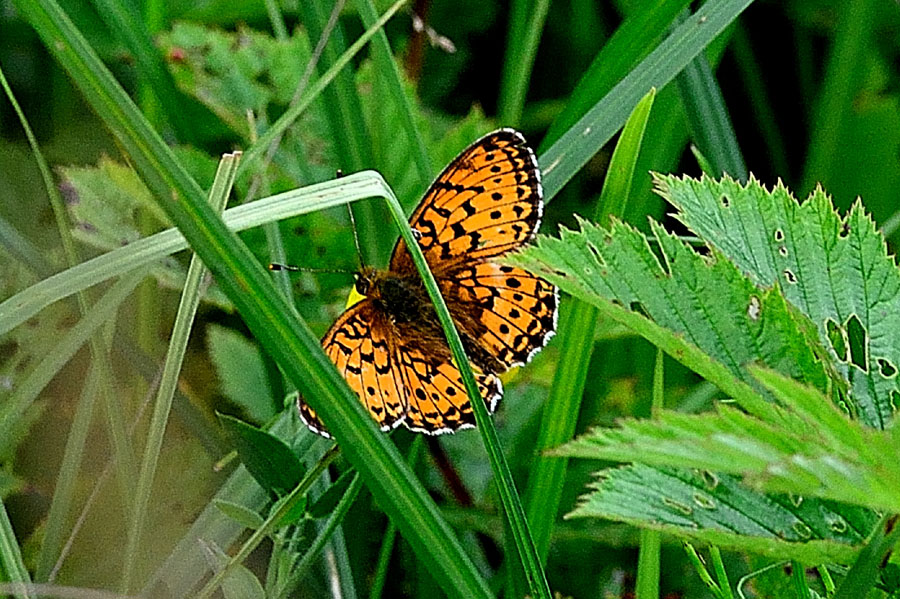 Maedesuess-Perlmutterfalter Brenthis ino 1