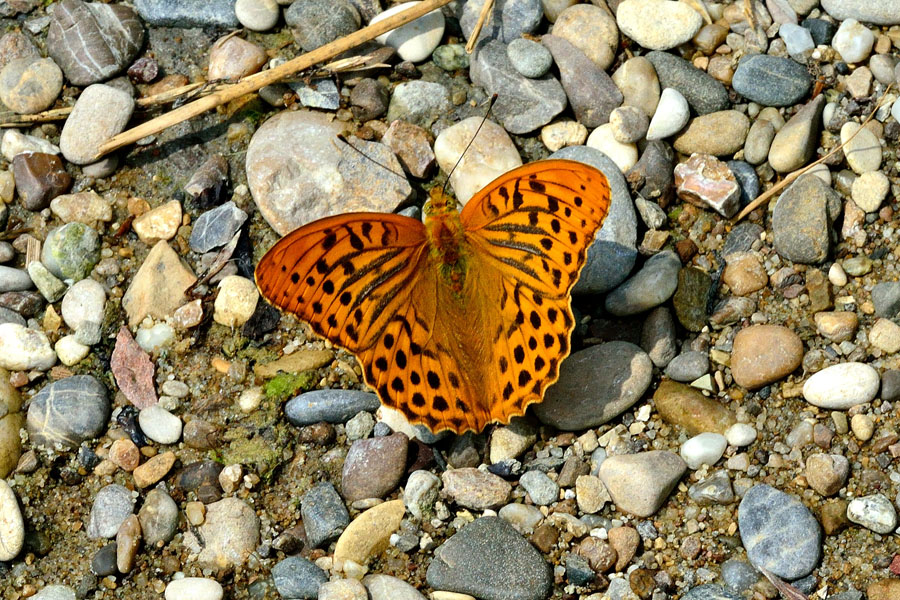 Kaisermantel Argynnis paphia 1