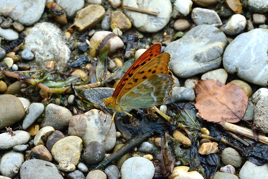 Kaisermantel Argynnis paphia 2