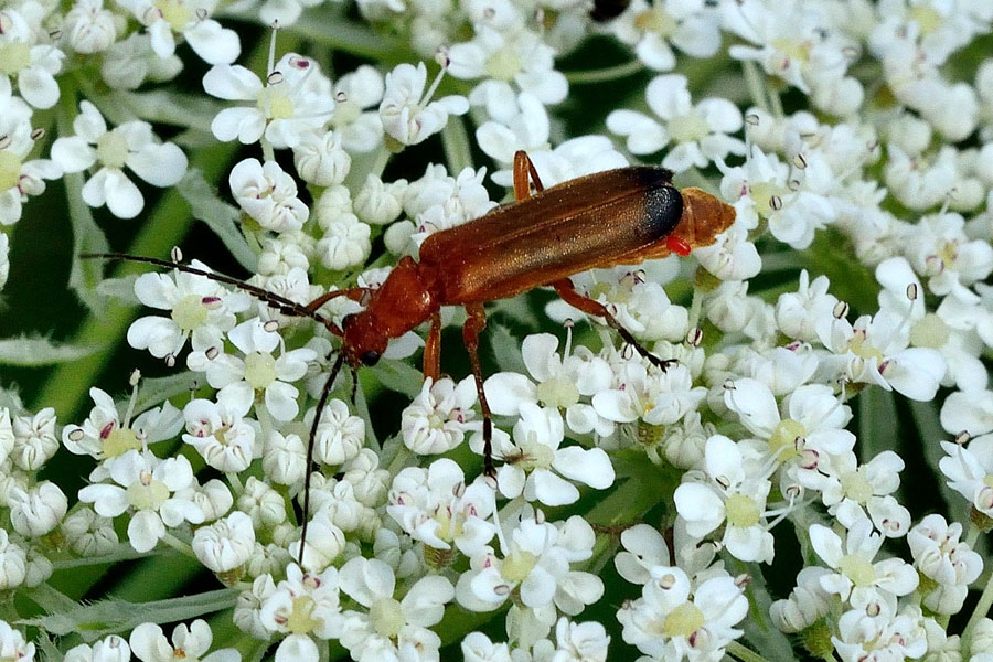 Roter Weichkaefer Rhagonycha fulva 1