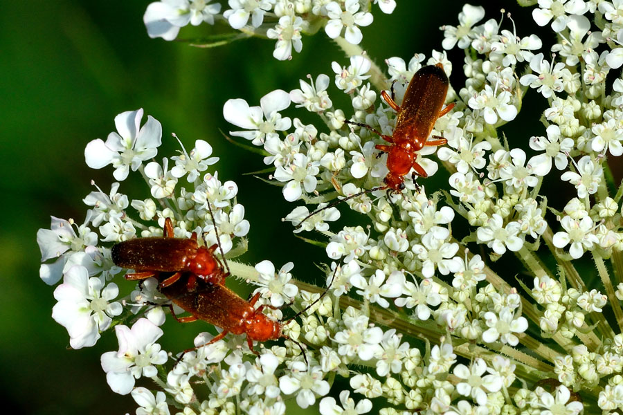 Roter Weichkaefer Rhagonycha fulva 2