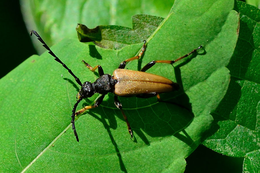 Rothalsbock Stictoleptura rubra