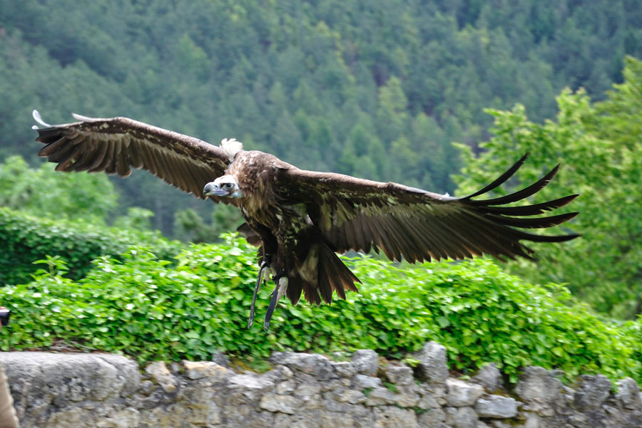 Gänsegeier Gyps fulvus