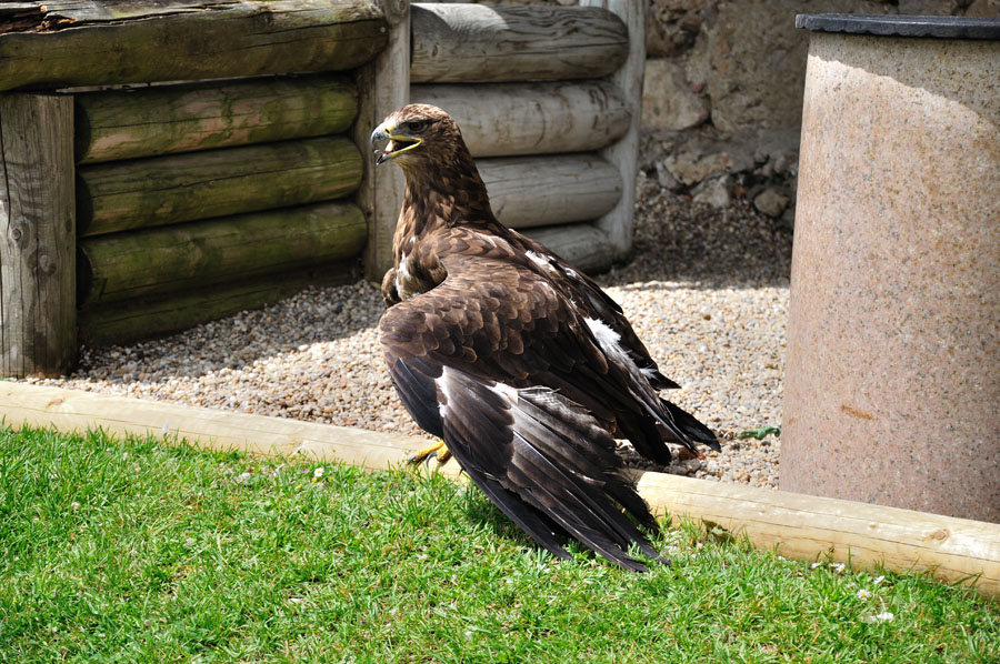 Kaiseradler Aquila heliaca