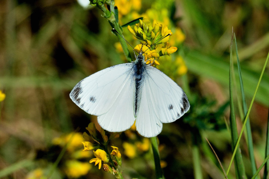 Grosser Kohlweissling Pieris brassicae 1