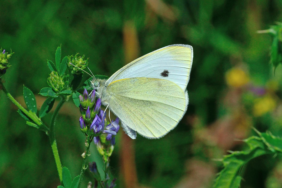 Grosser Kohlweissling, Pieris brassicae 2