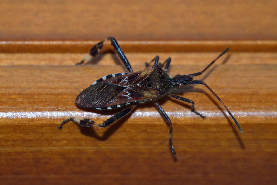 Amerikanische Kiefernwanze Leptoglossus occidentalis 2