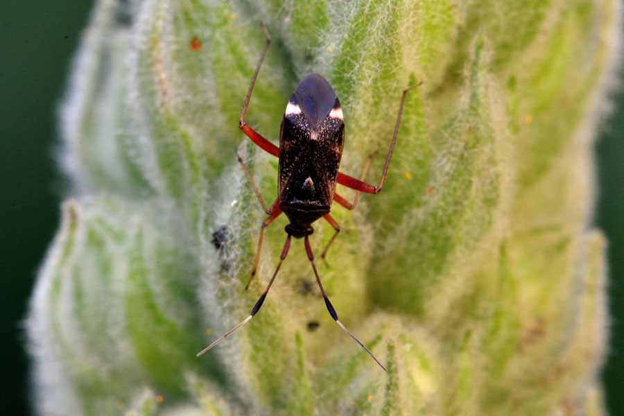 Zweikeulen-Weichwanze Closterotomus biclavatus 1