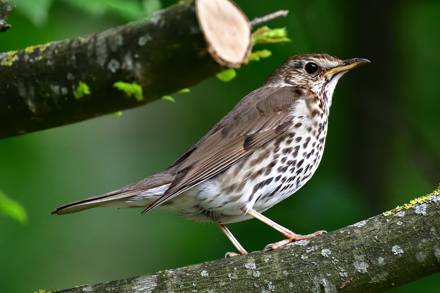 Singdrossel 1 Turdus philomelos