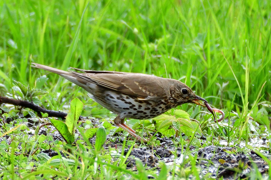 Singdrossel  2 Turdus philomelos