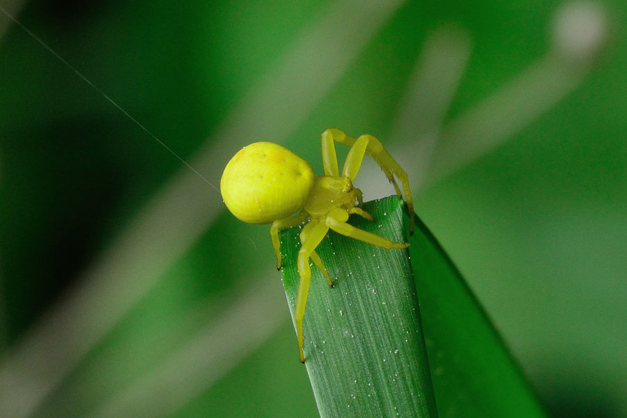 Veraenderliche Krabbenspinne Misumena vatia 1