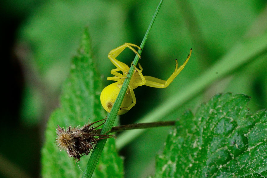 Veraenderliche Krabbenspinne Misumena vatia 2