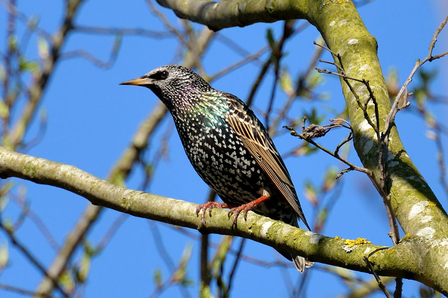 Star Sturnus vulgaris 1
