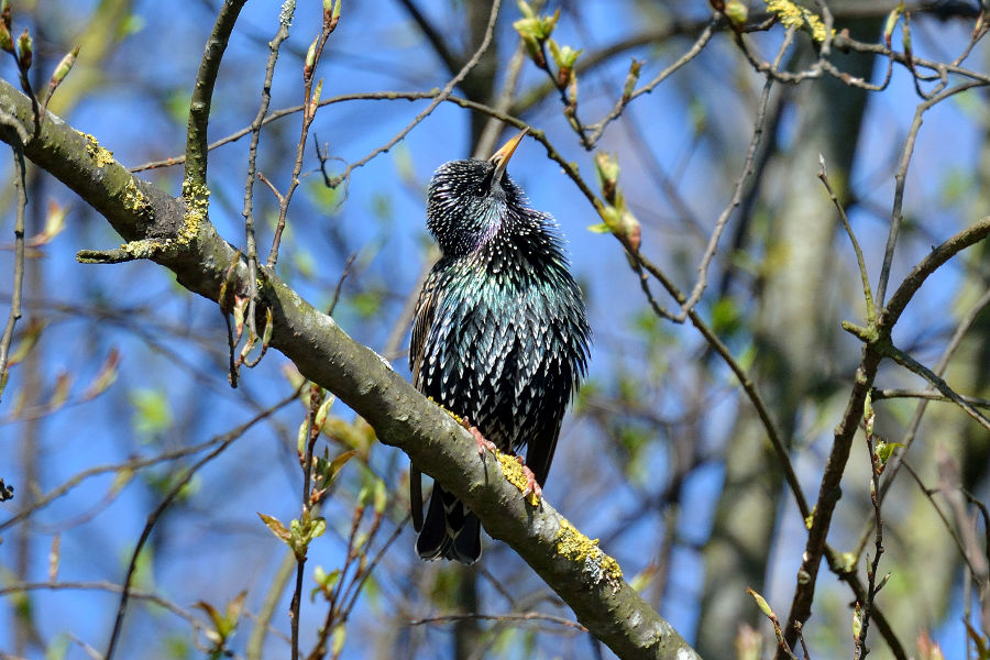 Star Sturnus vulgaris 2