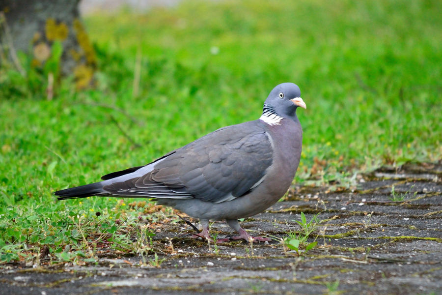 Ringeltaube Columba palumbus 1