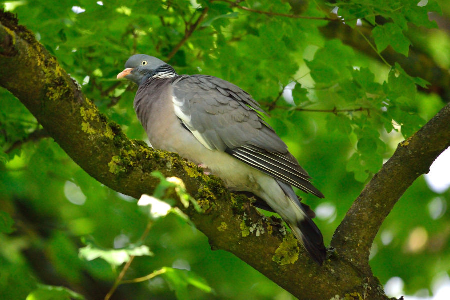 Ringeltaube Columba palumbus 2