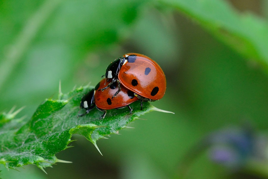 7-Punkt Marienkaefer Coccinella septempunctata